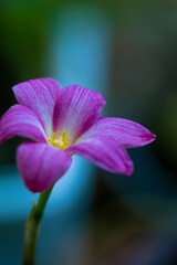 Close-up photo of pinkish-purple flowers