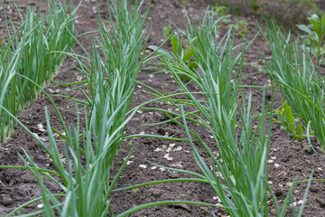 Onion plants growing in the garden, ready for harvest. The green leaves of onion grow in rows on...