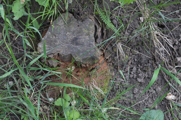 An old tree stump with visible wood grain and green grass growing around it on the ground. The dirt...