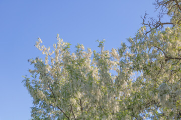 A photo of white flowering acacia tree against the blue sky, with branches covered in delicate blossoms and leaves that have ruffled edges.