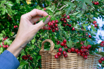 Woman picking ripe hawthorn into basket in garden, ripe hawthorn growing and hand picking it in...