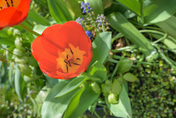 A red flower with a yellow center is in the foreground of a green background