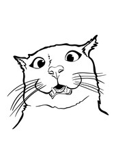 Shocked Cat face expression meme funny 