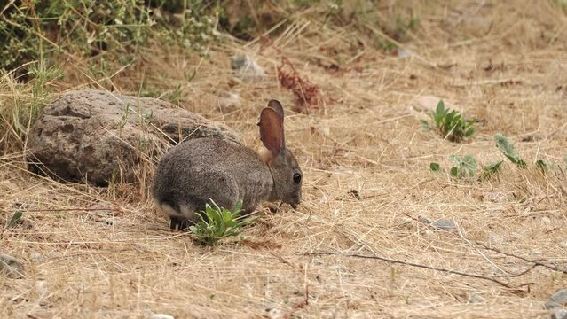 A young rabbit eats grass among the Californian hills.