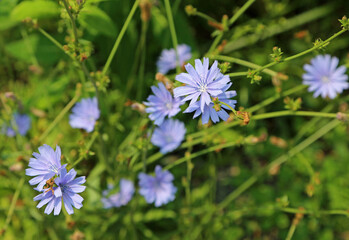Chicory flowers
