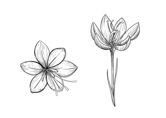Hand drawn sketch black and white illustration of saffron flowers, crocus, leaf. Vector illustration. Elements in graphic style label, sticker, menu, package. Engraved style illustration.