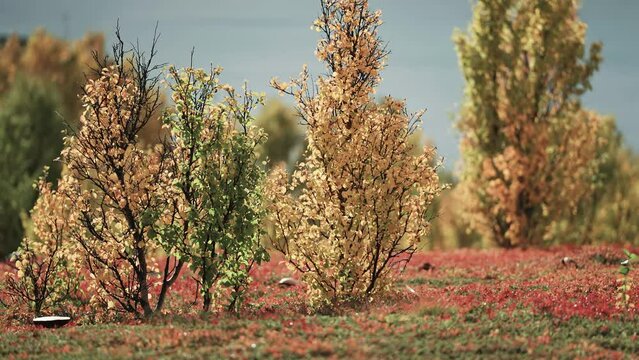 Colorful autumn landscape on the shores on a Norwegian fjord. Parallax shot, bokeh background.