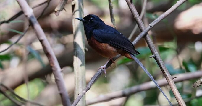 Seen perched on a small branch facing to the left as the camera zooms in, White-rumped Shama Copsychus malabaricus, Male, Thailand