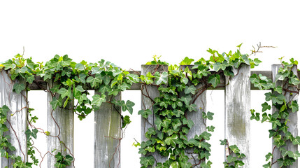 old wooden fence overgrown with a weaving green ivy leaves, isolated on transparent background