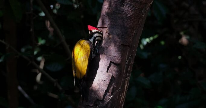 Exposed the ray of the morning sun coming in through the thick of the forest, Common Flameback Dinopium javanense, Male, Thailand