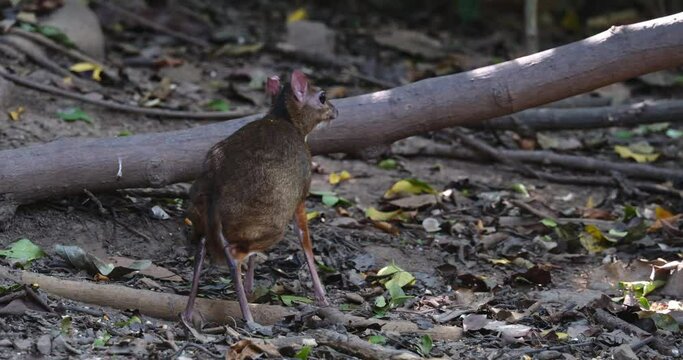 Seen from its back while munching some food then faces to the right, Lesser mouse-deer Tragulus kanchil, Thailand