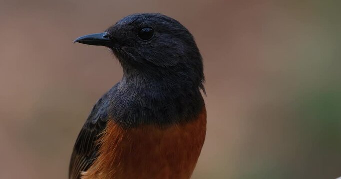 Facing to the left and turn its head rapidly, White-rumped Shama Copsychus malabaricus, Thailand