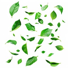 Green Floating Leaves Flying Leaves Green Leaf Dancing isolated on white background  