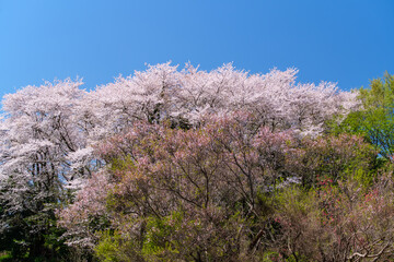 Naklejka premium 森の桜