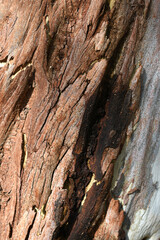Eucalyptus tree bark texture, Bark of eucalyptus tree, seamless texture, a eucalyptus tree bark texture background image