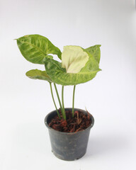 House decoration tree