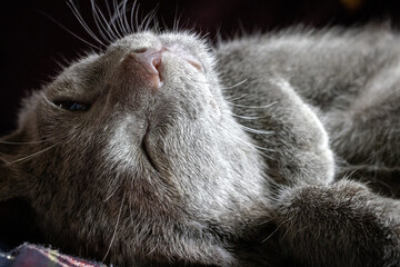 Fototapeta premium Close up of a Russian Blue baby cat kitten with soft grey or blue fur and green eyes