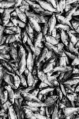 Black and white image of dried fish are being processed in a food factory