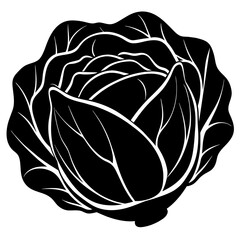 illustration of a cabbage