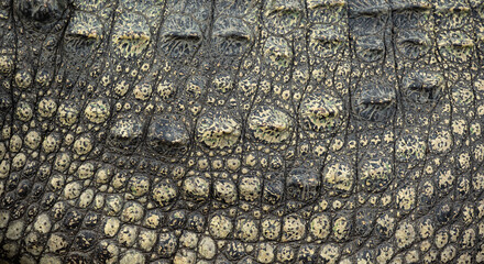 Background: Crocodile skin is dark black. The pattern on the crocodile skin is sharp and highly detailed.