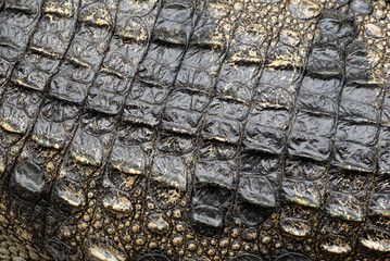 Background: Crocodile skin is dark black. The pattern on the crocodile skin is sharp and highly...