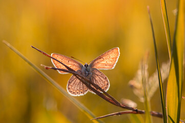 Kolorowy motyl na łące, zbliżenie. 