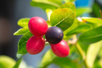 Close-up of red berries on a tree