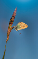 Kolorowy motyl na łące na niebieskim tle.