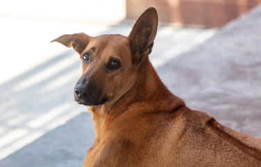 Portrait of a red dog in the city