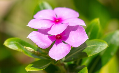 Beautiful purple flower in a tropical garden