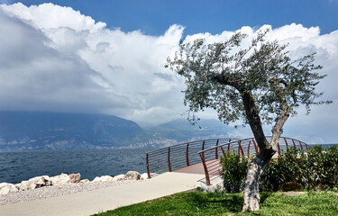 Solitary olive tree next to a pedestrian bridge on Lake Garda amid approaching storm with hazy...