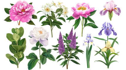 Set of perennial garden flowers including peonies, hostas, and irises, isolated on transparent background