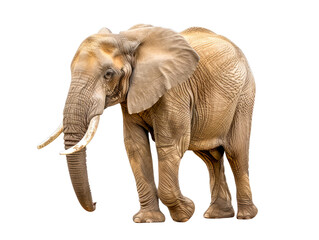 Obraz premium Elephant isolated on white background with clipping path. Side view.