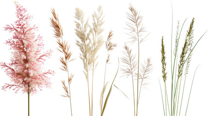 Obraz premium Set of ornamental grass flowers including pampas, fountain grass, and feather reed grass, isolated on transparent background