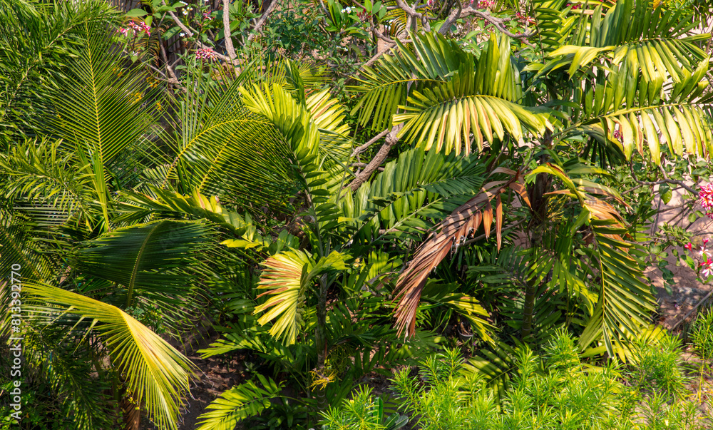 Sticker Green trees in a tropical park as a background