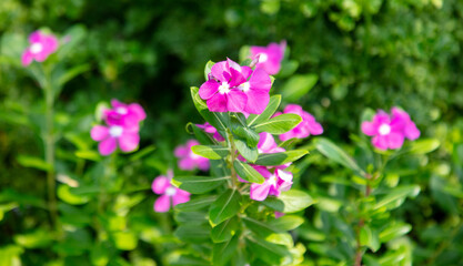 Beautiful purple flower in a tropical garden