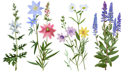 Set of mountain flowers including edelweiss, bellflower, and saxifrage, isolated on transparent background