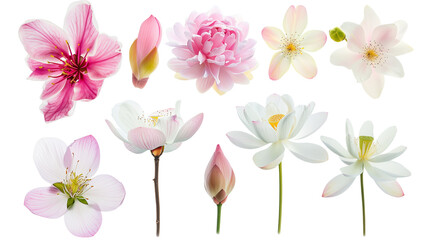 Set of Asian bloom varieties including cherry blossom, lotus, and jasmine, isolated on transparent background
