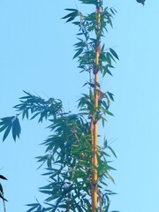pine branches against sky