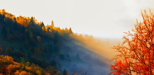 stunning autumn scene in mountains, autumn morning dawn, nature colorful background, Carpathians...