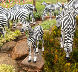Obraz premium Zebras in a tropical park in Thailand