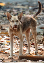 Portrait of a mongrel dog in nature