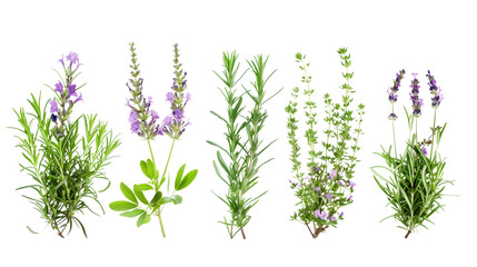 Set of aromatic Mediterranean herbs in bloom including lavender, thyme, and rosemary