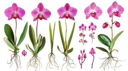 Set of orchid elements including orchid flowers, aerial roots, buds, and leaves