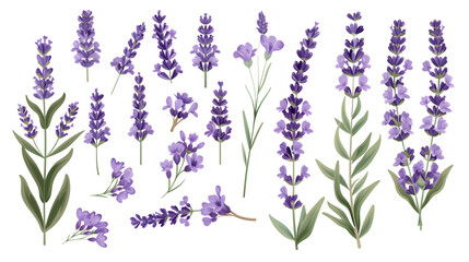 Set of lavender elements including lavender sprigs, individual flowers, leaves, and buds