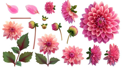 Set of dahlia elements including dahlia flowers, buds, petals, and leaves