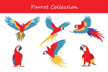 Parrot collection. Parrot in different poses. Vector illustration.