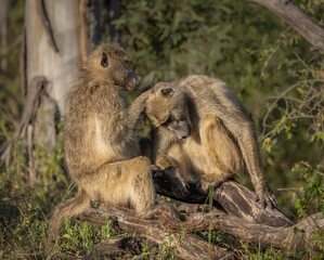 Two Chacma Baboons, cute but dangerous primates, grooming each other by looking for fleas or mites in the fur in this relational interaction on a branch in the Kruger National Park in South Africa.