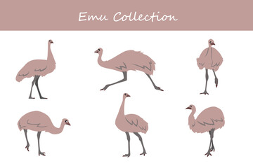 Obraz premium Emu collection. Emu in different poses. Vector illustration.
