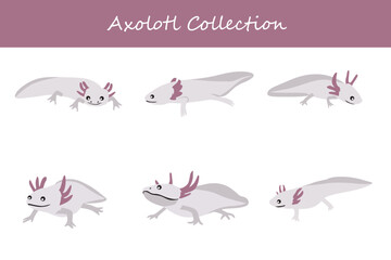Axolotl collection. Axolotl in different poses. Vector illustration.